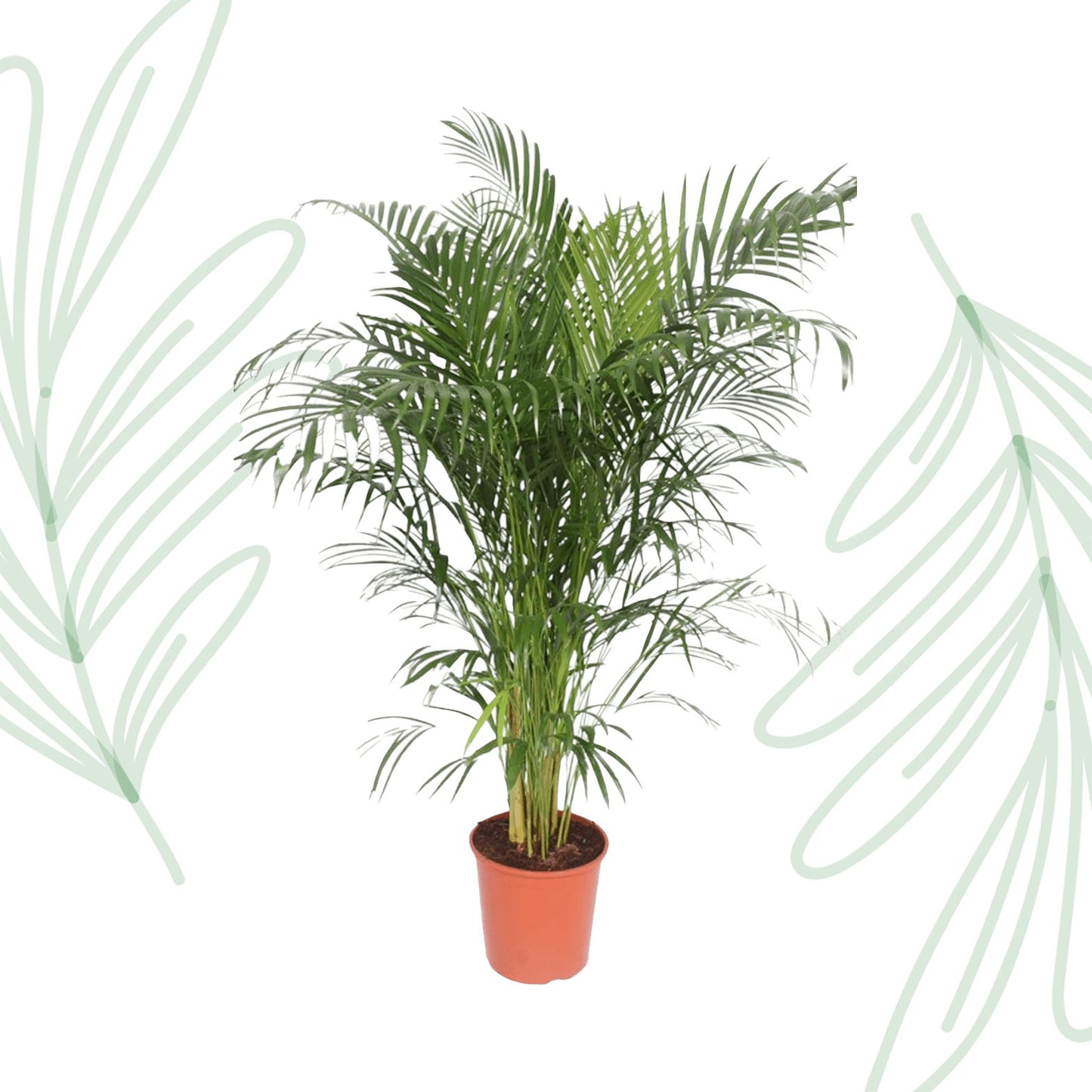 Dypsis Lutescens (Areca Palm) - 150 cm - Forest Plants