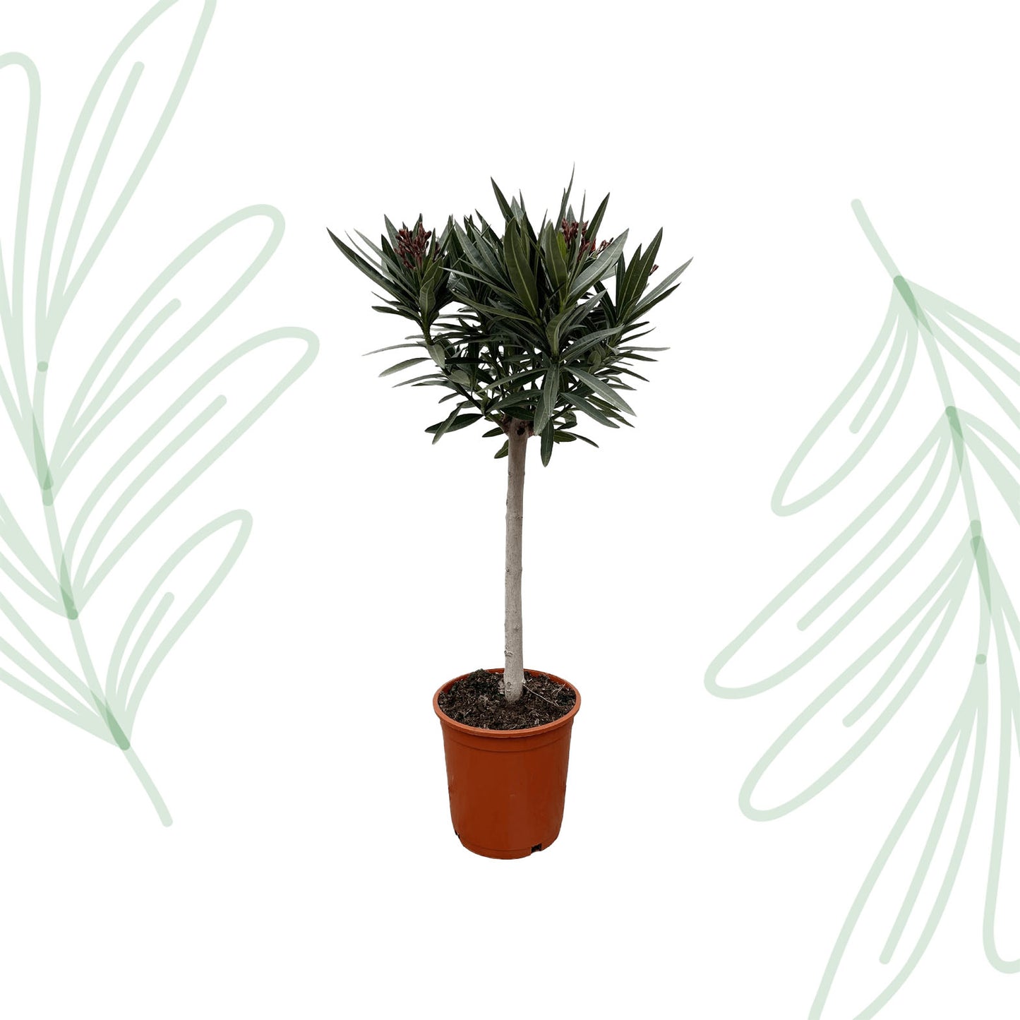 Nerium Oleander op stam met witte bloem - 90 cm - Forest Plants