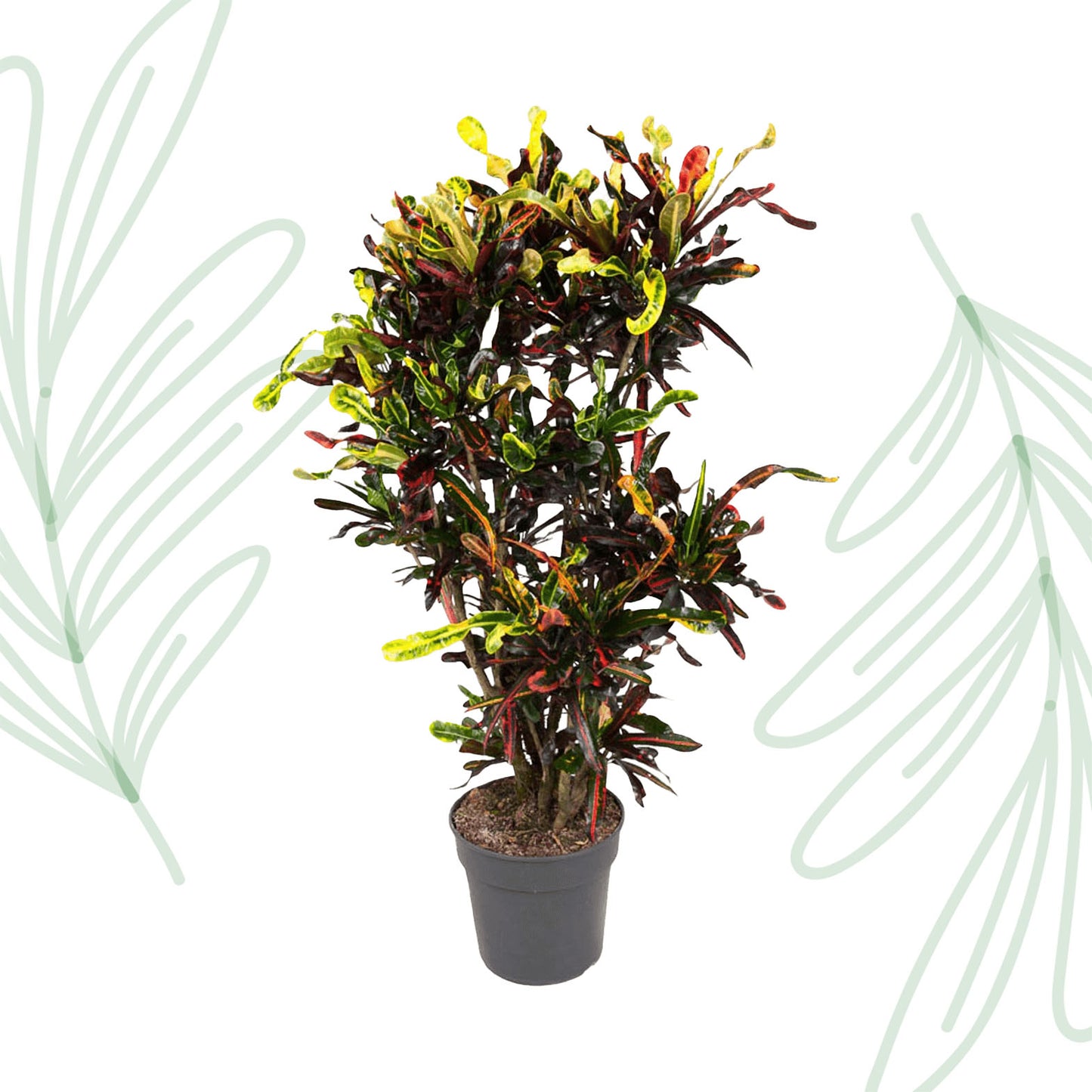 Codiaeum Mammi vertakt - 120 cm - Forest Plants
