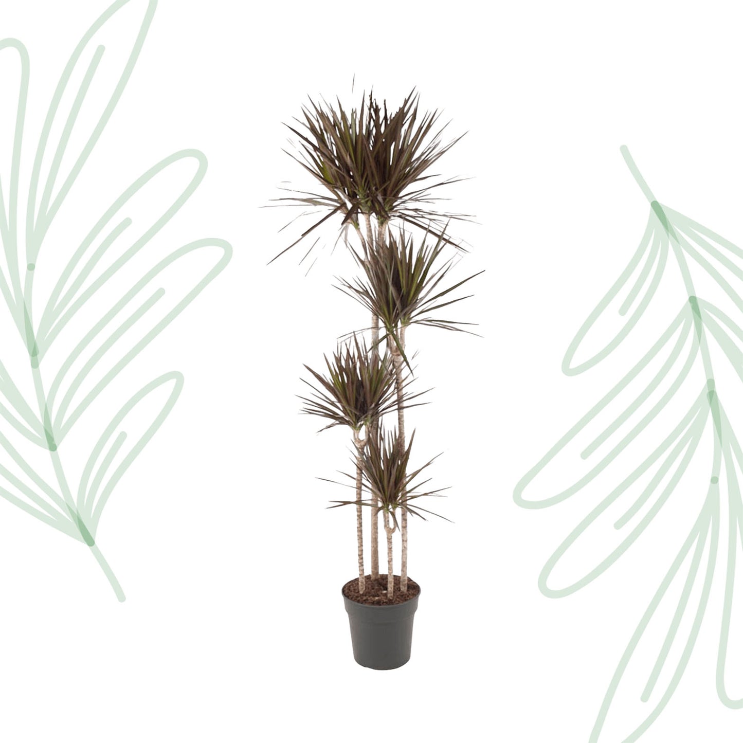 Dracaena Magenta - 180 cm - Forest Plants