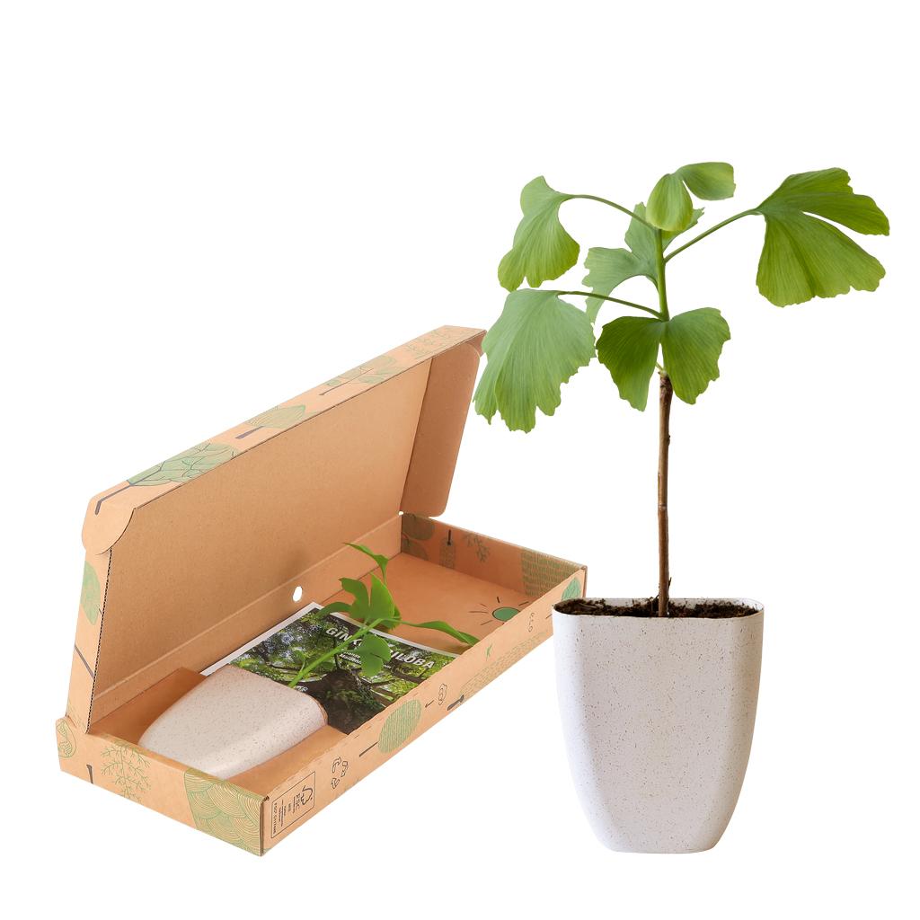 Levensboom - Ginkgo Biloba in brievenbusdoosje