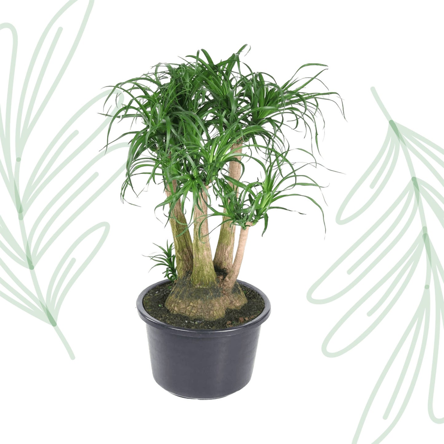 Beaucarnea vertakt - 110 cm - Forest Plants