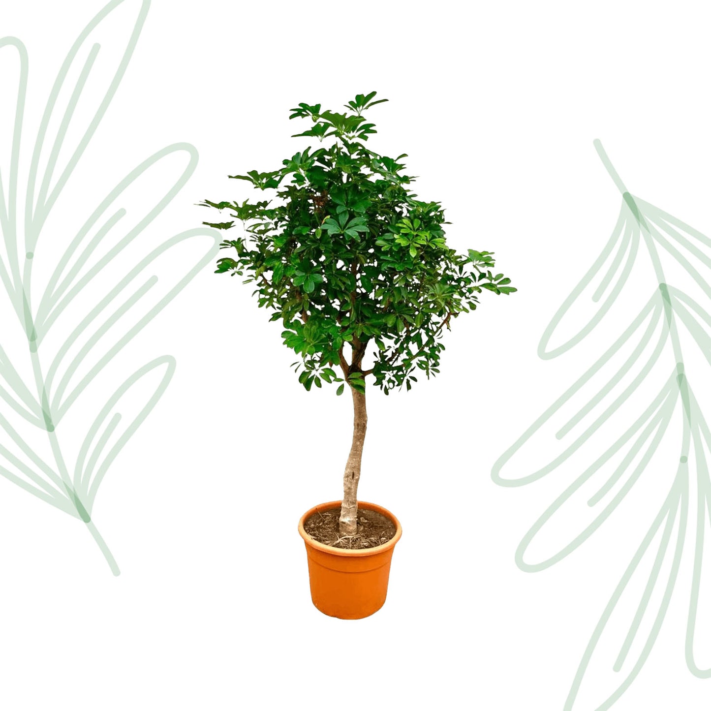 Schefflera op stam - 210 cm - Forest Plants