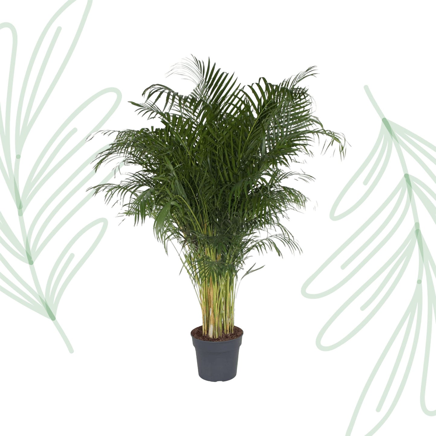 Dypsis Lutescens - 200 cm - Forest Plants
