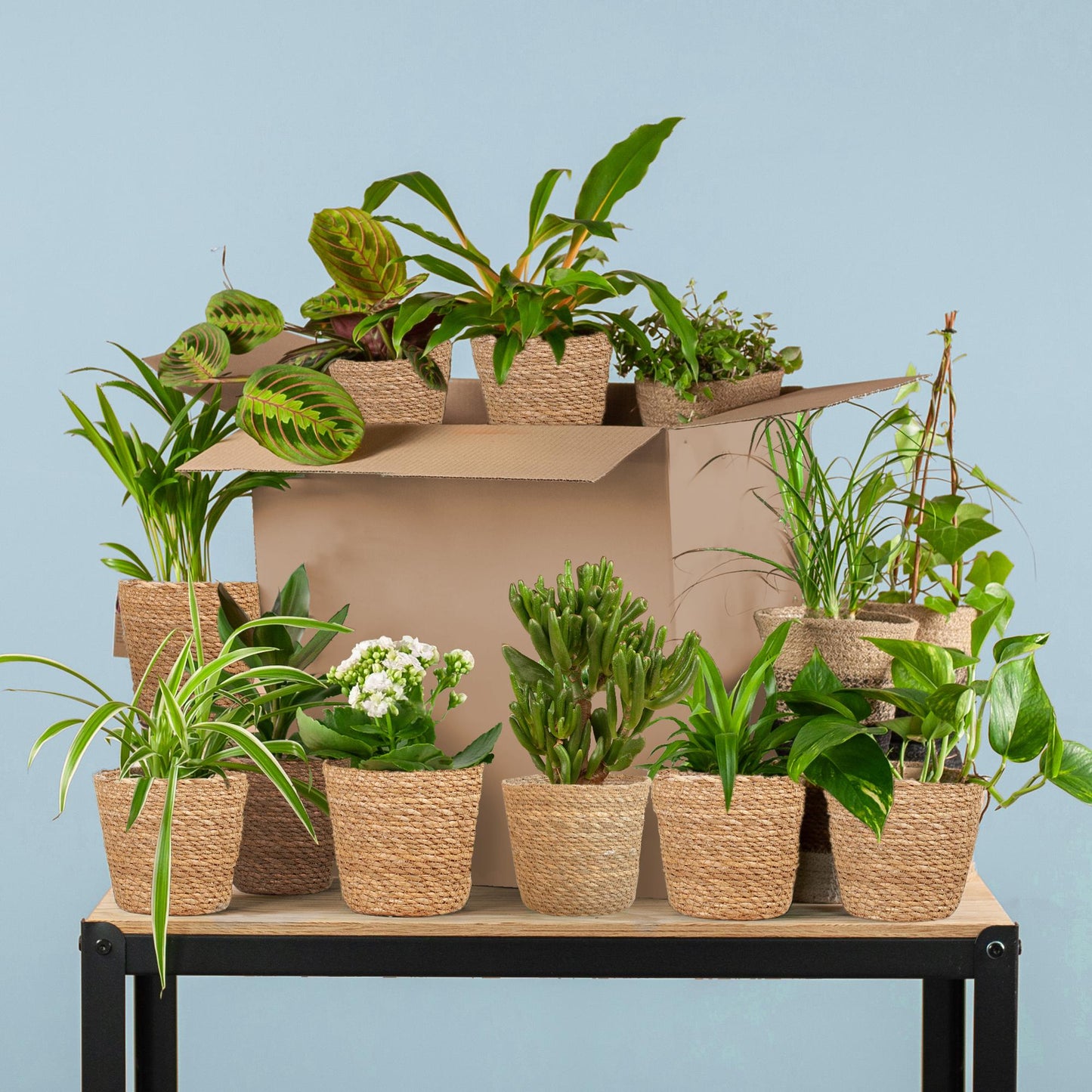Green Bruises Box (12 pieces) - incl. 12 x Sofia basket