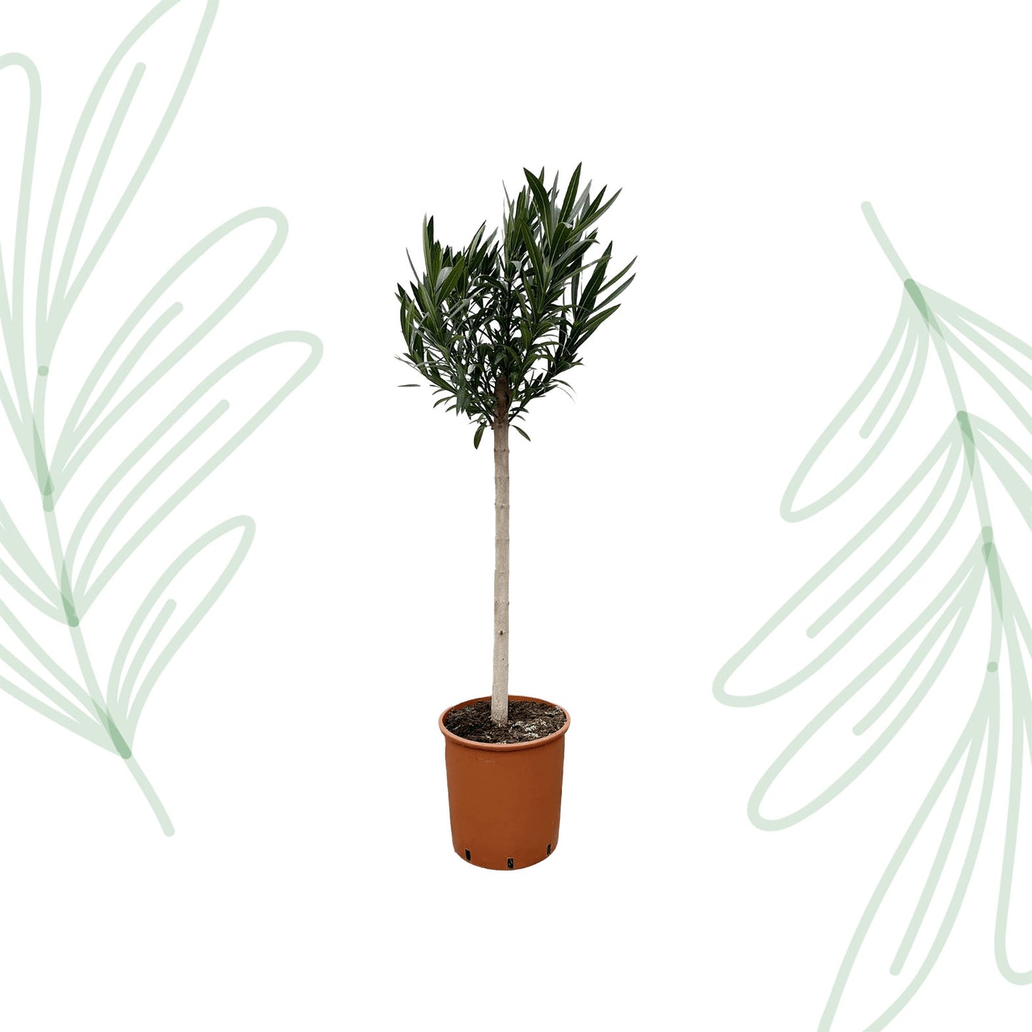 Nerium Oleander op stam met rode bloem - 170 cm - Forest Plants