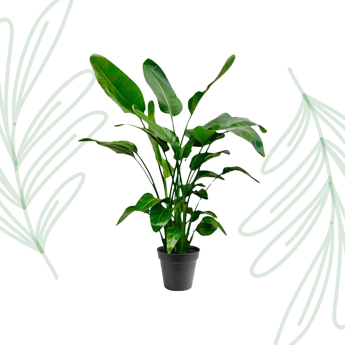 Strelitzia Nicolai - 140-150cm - Forest Plants