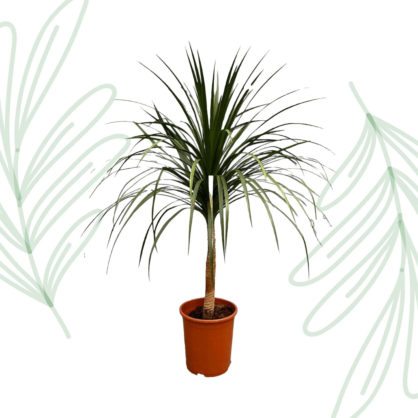 Dracaena Draco - 120 cm