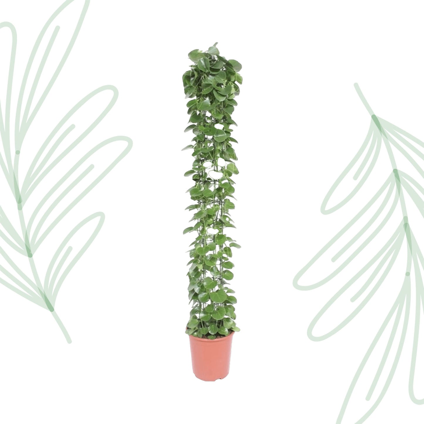 Cissus rotundifolia gaasrek - 160 cm - Forest Plants