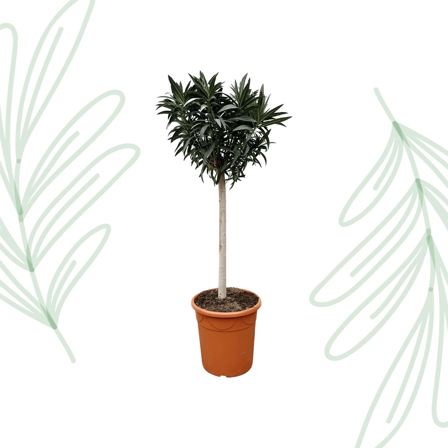 Nerium Oleander op stam met roze bloem - 200 cm