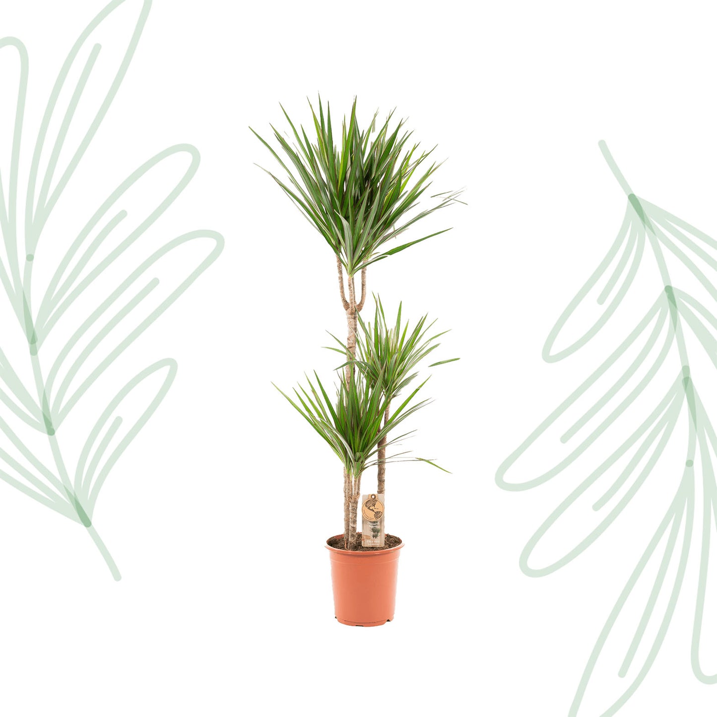 Dracaena Marginata - 120 cm - Forest Plants