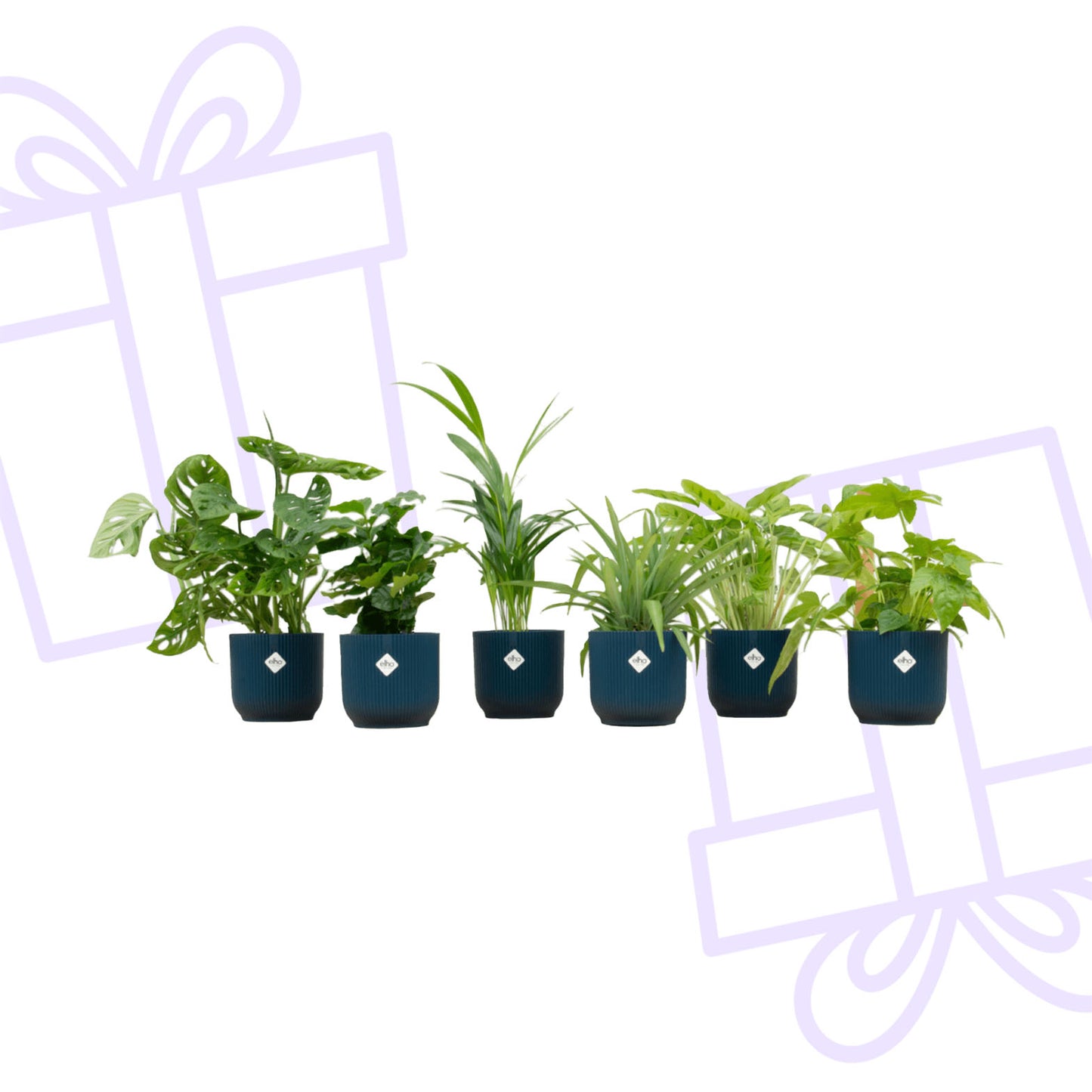 Verrassingsbox - 6 planten inclusief elho Vibes Fold Round Ø14 blauw