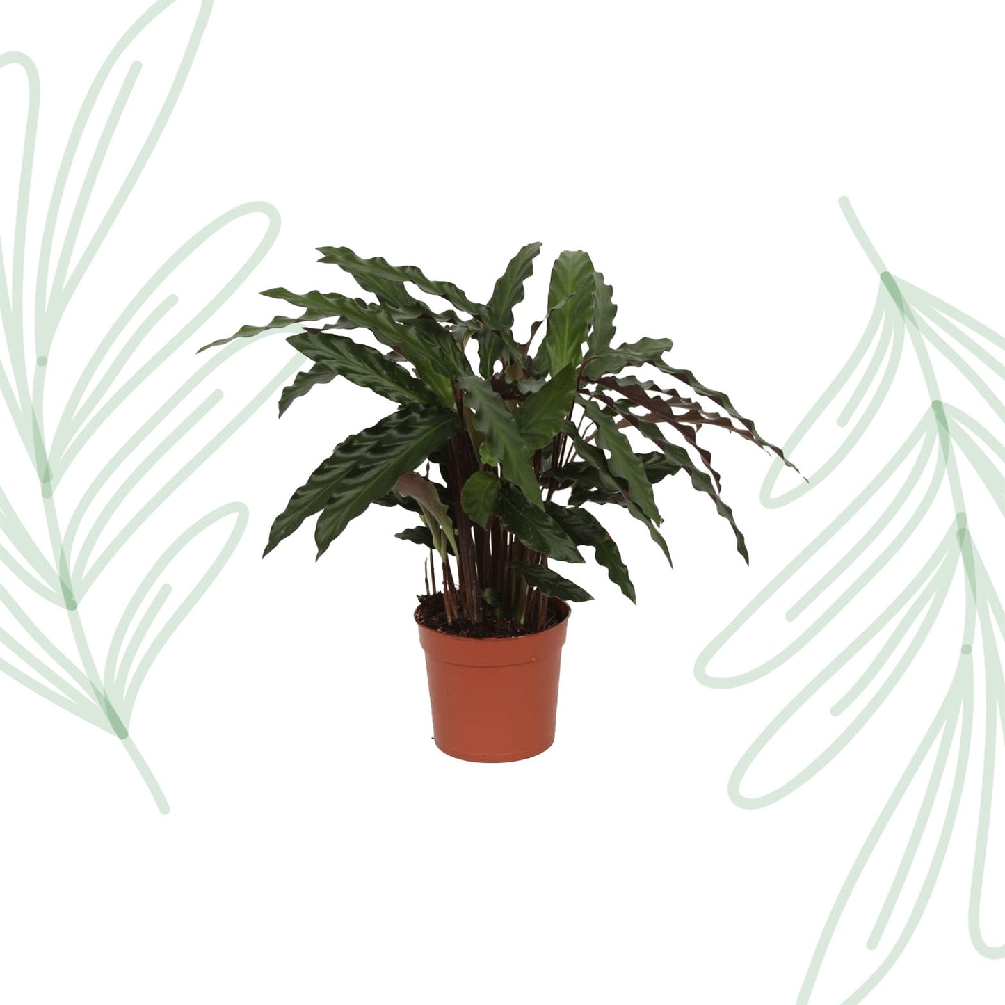 Calathea Elgergrass - 35 cm
