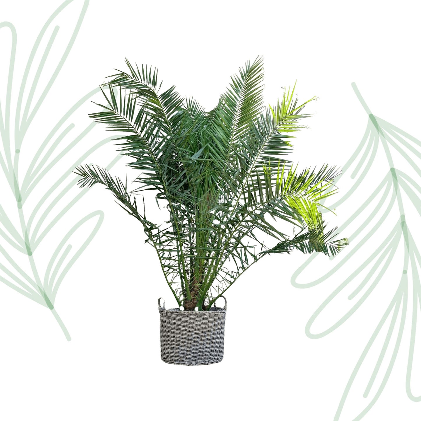 Phoenix Canariensis - Forest Plants