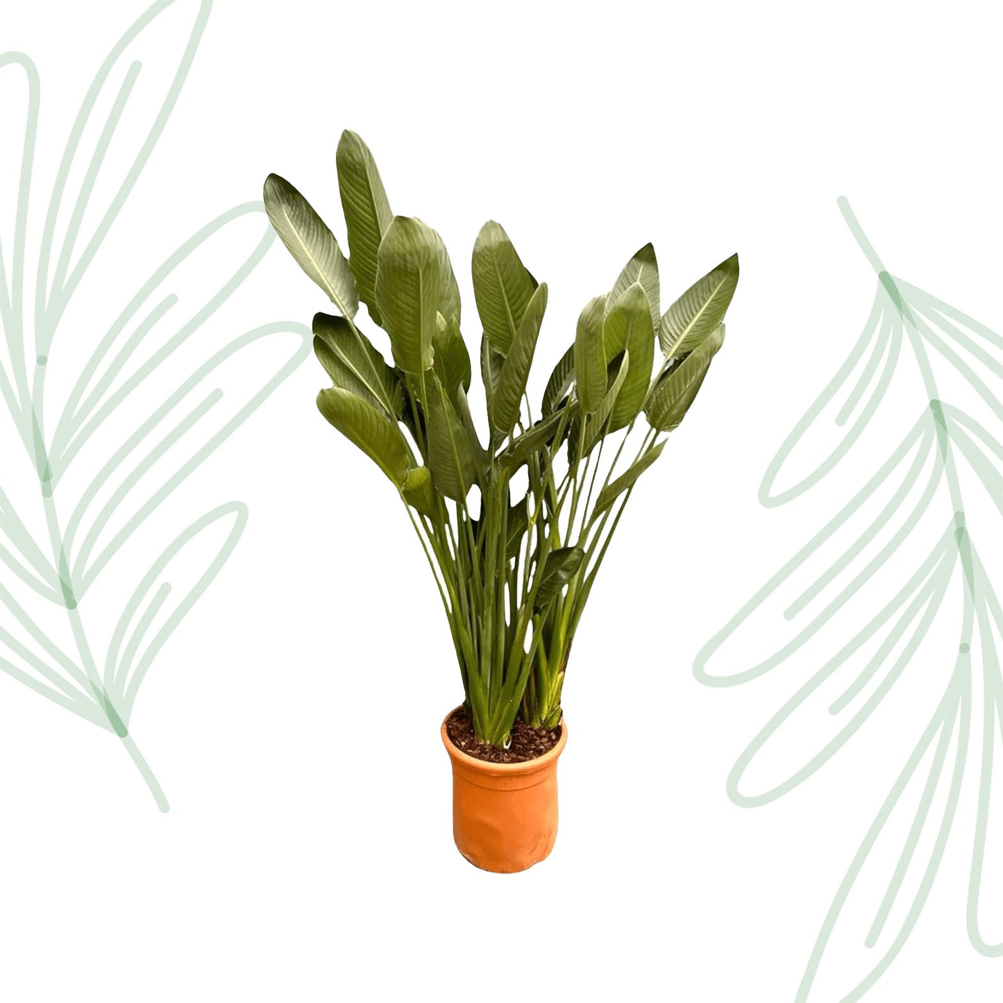 Strelitzia Reginae XXL - 200 cm