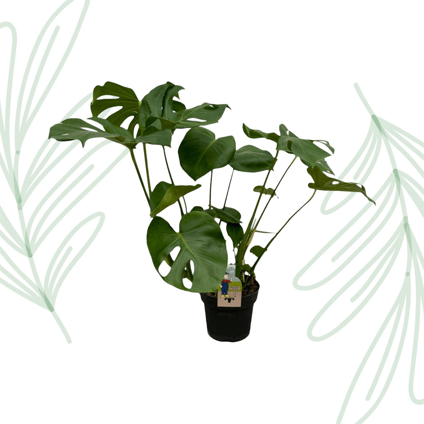 Monstera Deliciosa - 70 cm