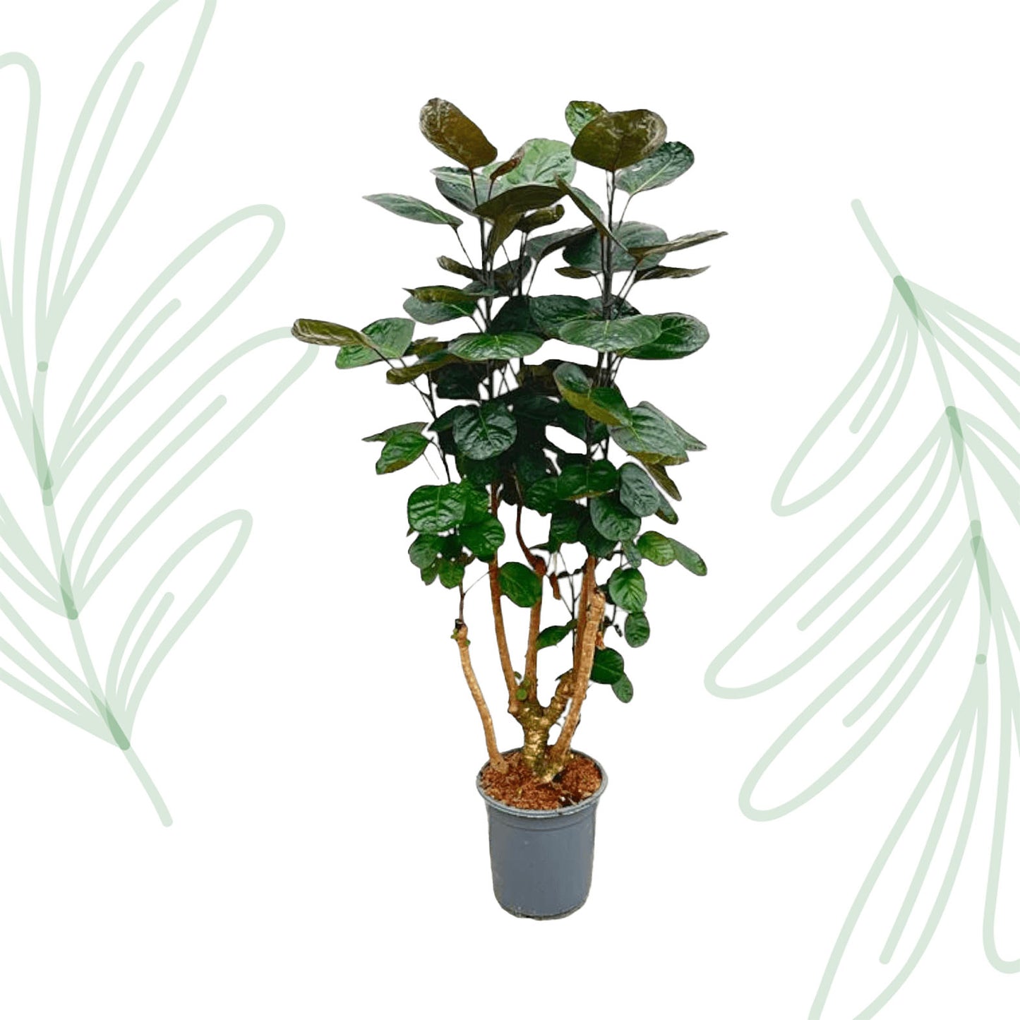 Polyscias Fabian - 130 cm - Forest Plants