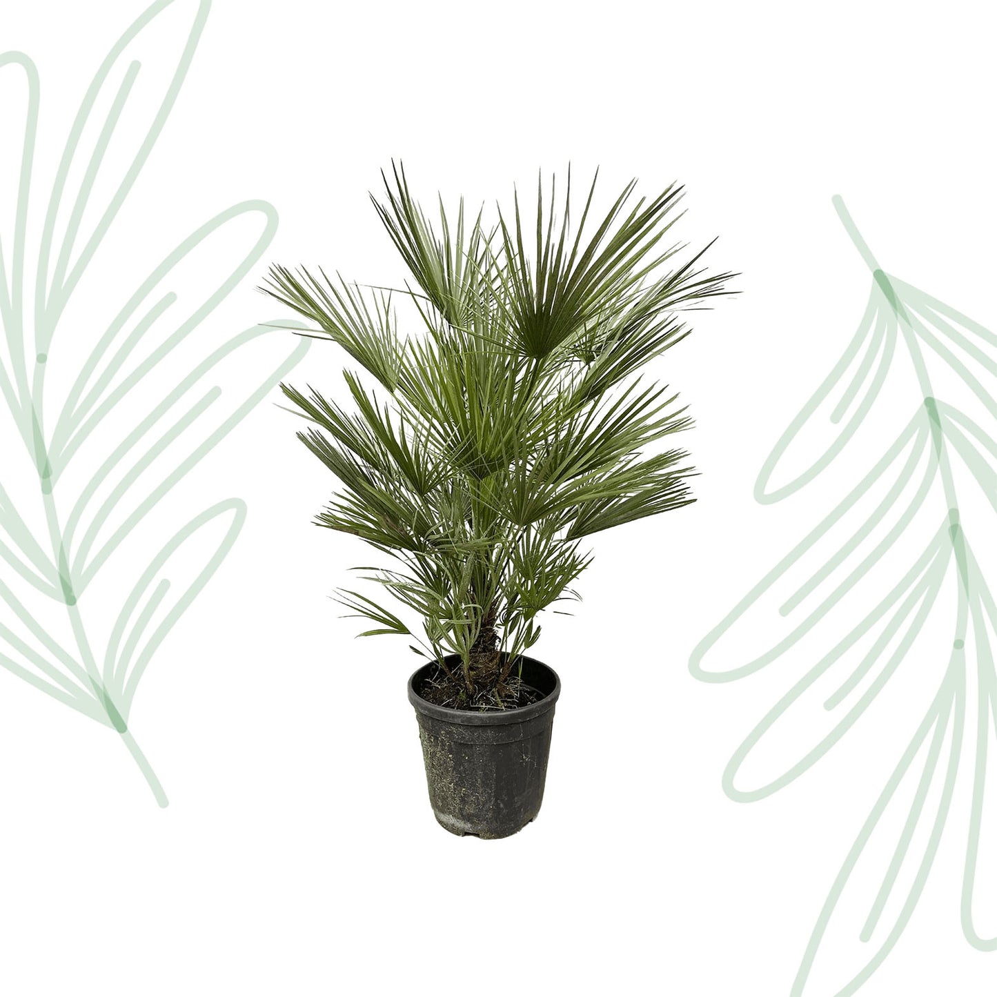 Chamaerops Humilis - 150 cm - Forest Plants