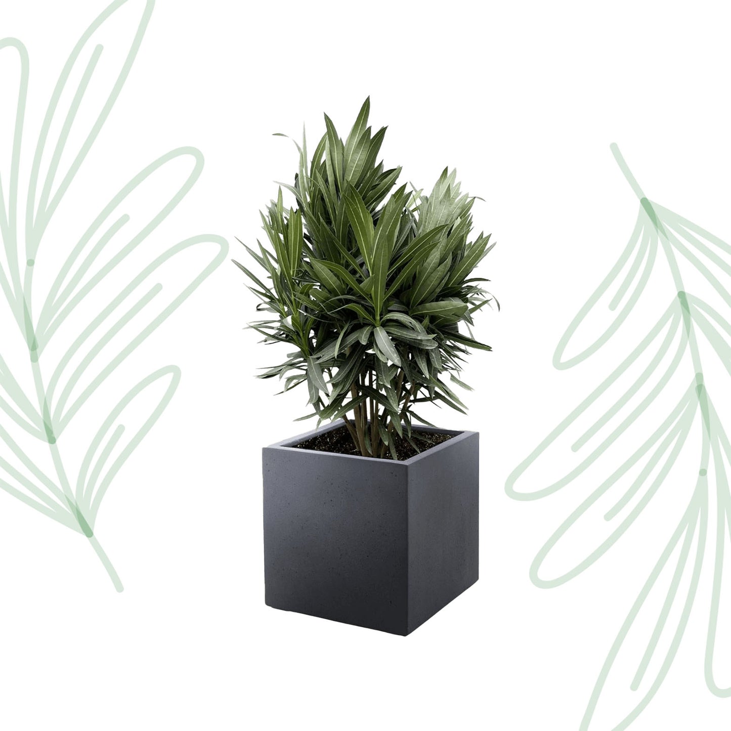 Nerium Oleander struik met rode bloem - 70 cm - Forest Plants
