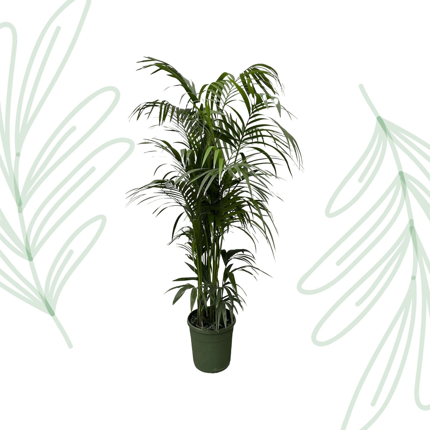 Kentia palm - 220 cm - Forest Plants
