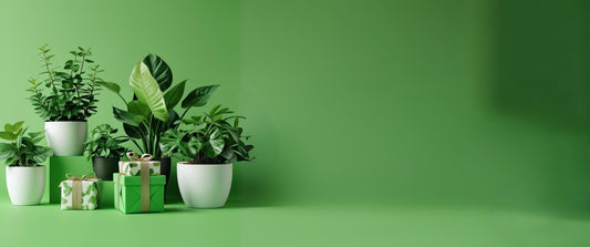 Over Ons - Forest Plants