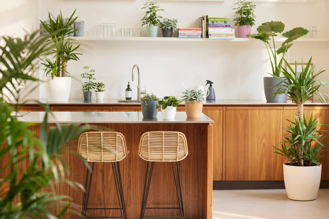 Luchtzuiverende Planten: Natuurlijke Helpers voor een Frisser Huis