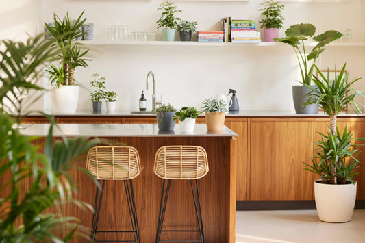 Luchtzuiverende Planten: Natuurlijke Helpers voor een Frisser Huis