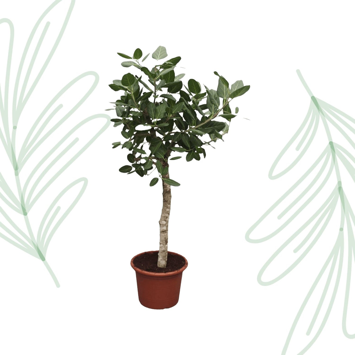 Ficus