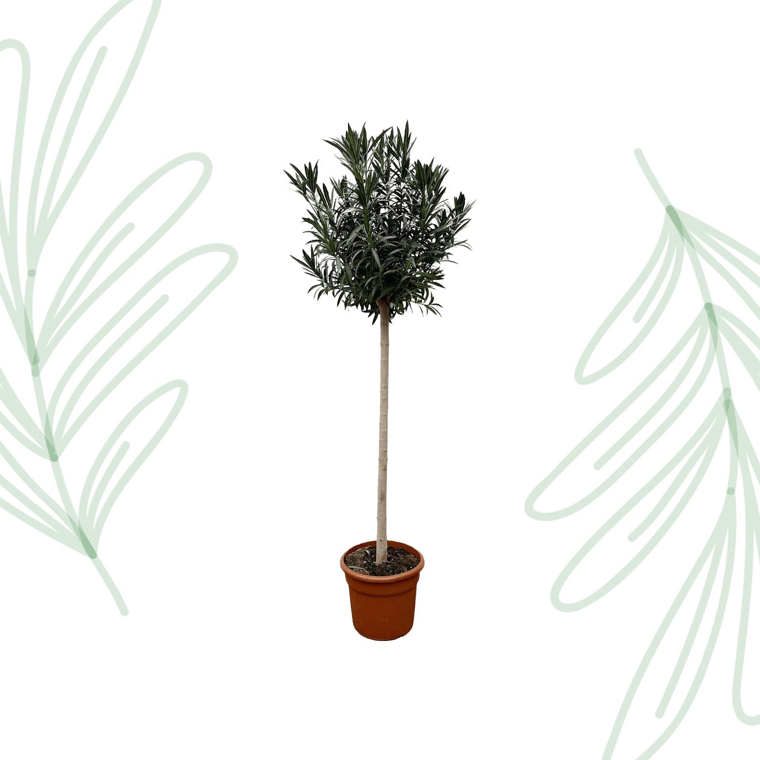 Nerium Oleander