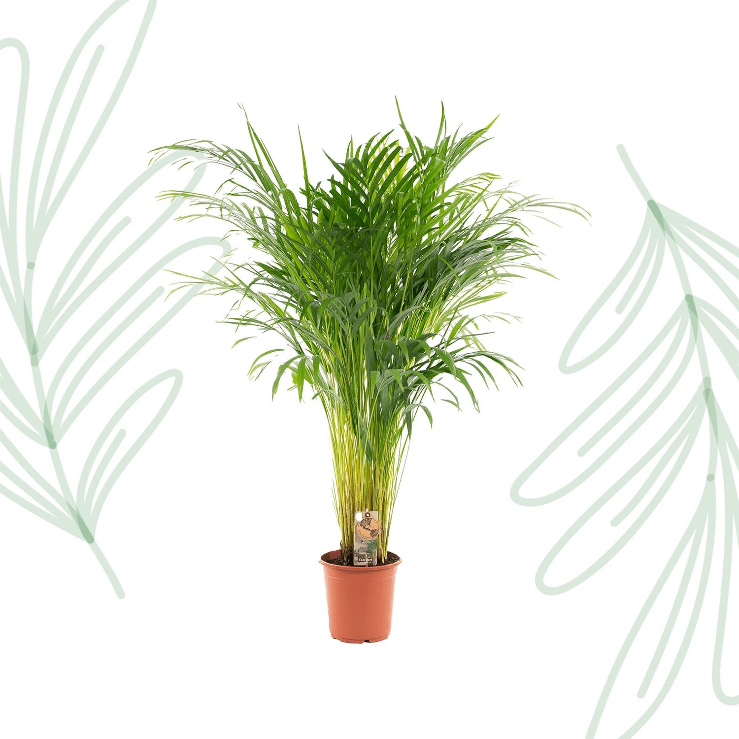 Palm