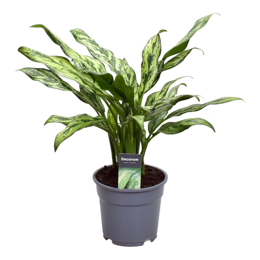 Aglaonema Juliette - 40 cm