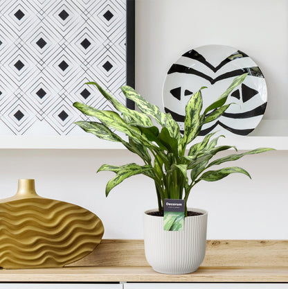 Aglaonema Juliette - 40 cm