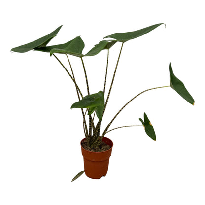 Alocasia Zebrina - 80 cm