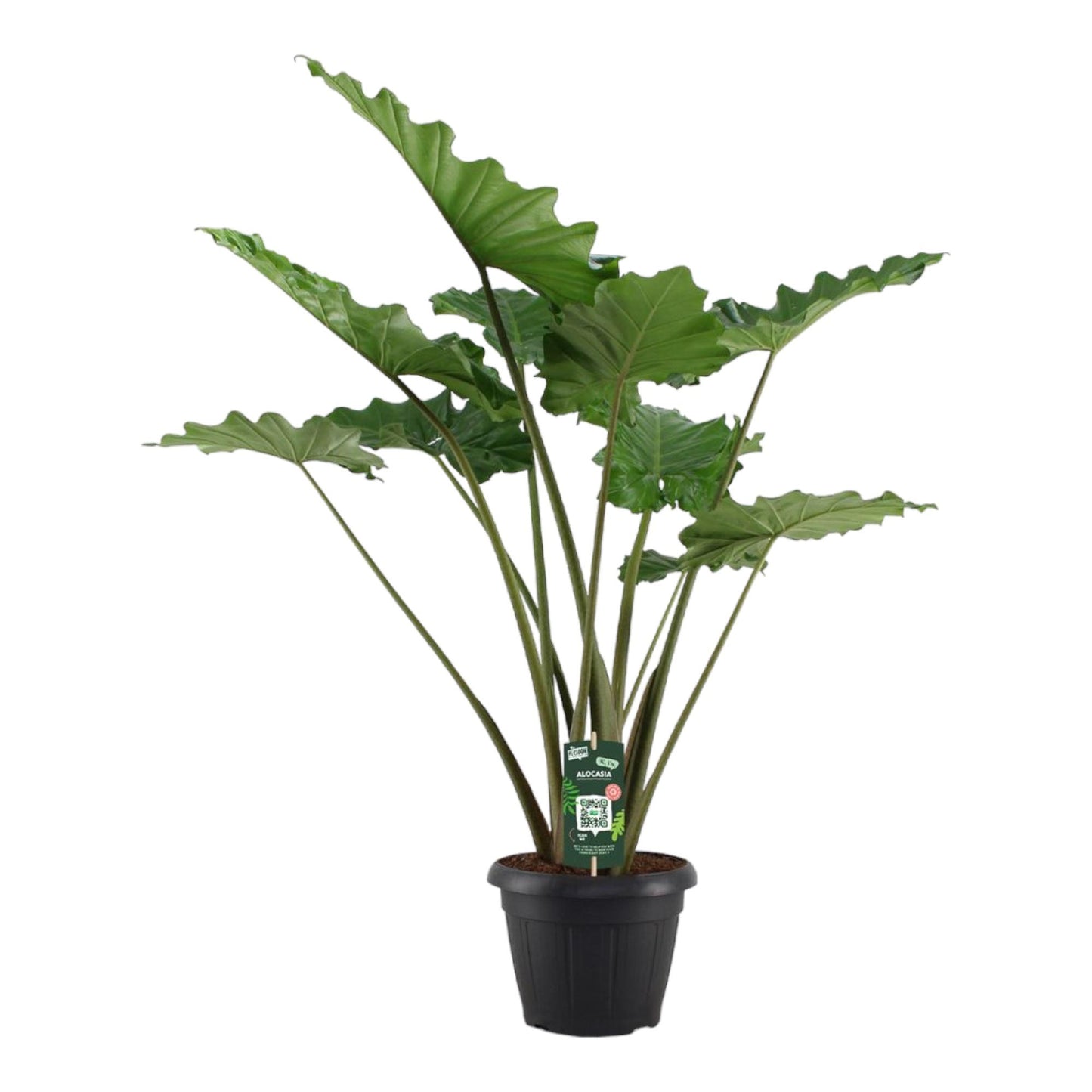 Alocasia Portodora - 140 cm