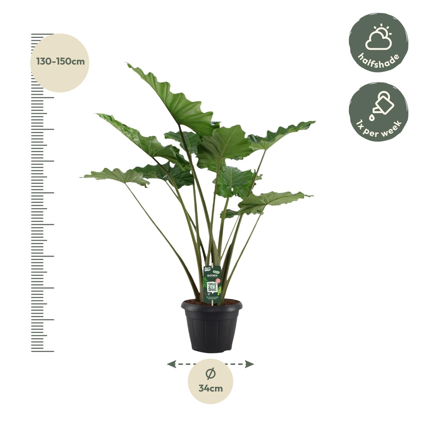 Alocasia Portodora - 140 cm