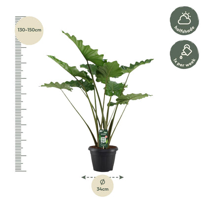 Alocasia Portodora - 140 cm