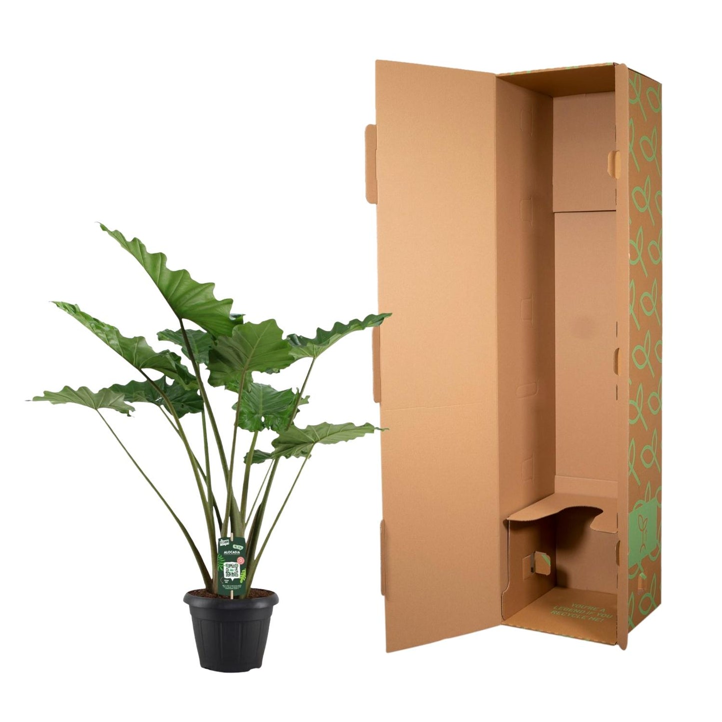 Alocasia Portodora - 140 cm
