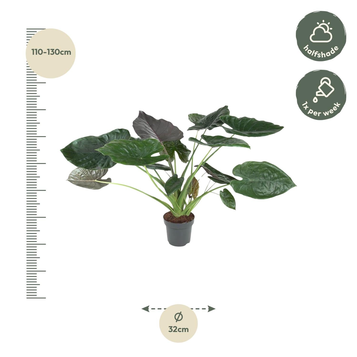 Alocasia Wentii - 120 cm - Forest Plants