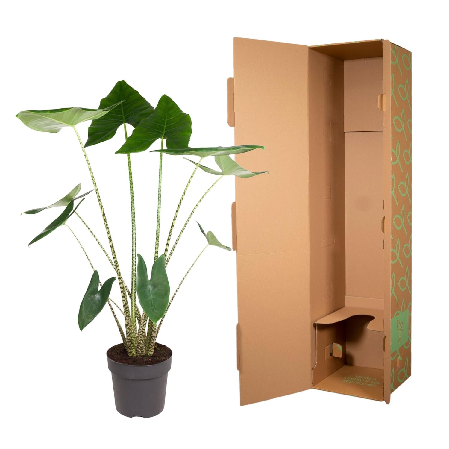 Alocasia Zebrina - 130 cm - Forest Plants
