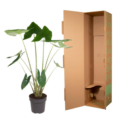 Alocasia Zebrina - 130 cm - Forest Plants