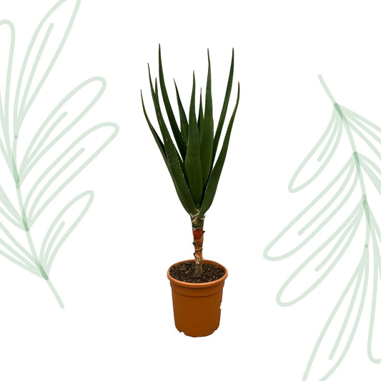 Aloë Barberae - 160 cm Forest Plants