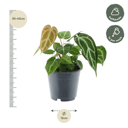 Anthurium Chrystallium - 35 cm