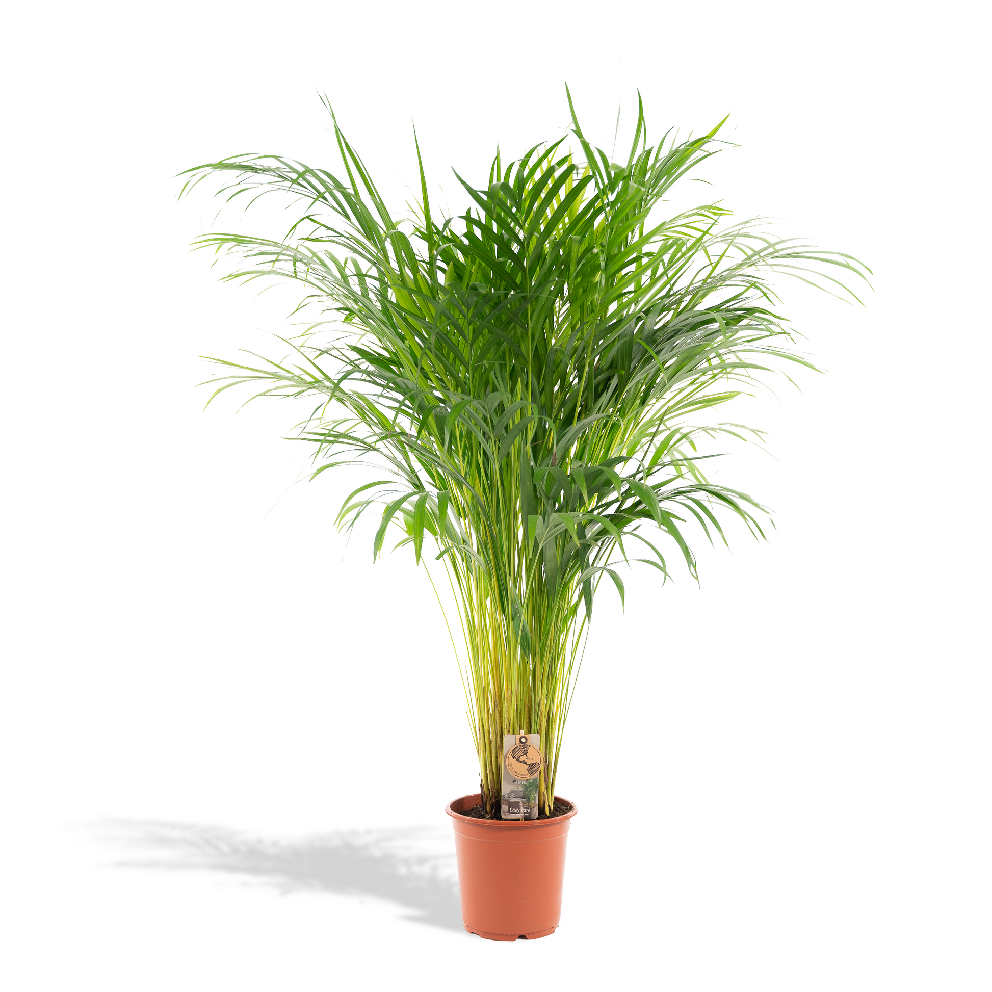 Areca palm - 110 cm - Forest Plants