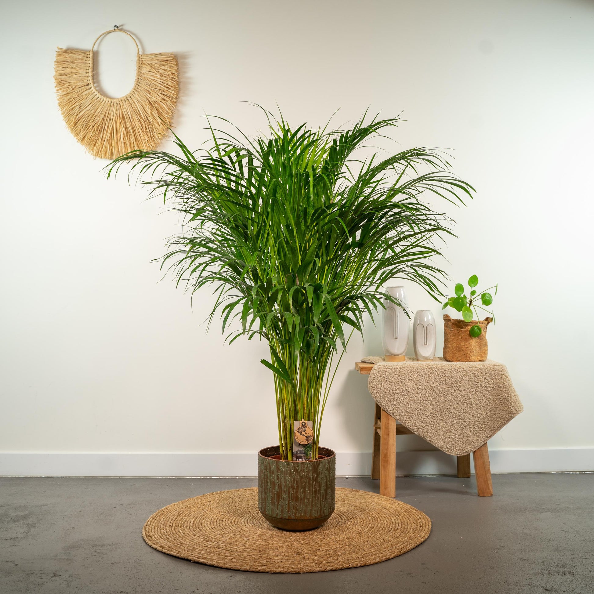 Areca palm - 110 cm - Forest Plants