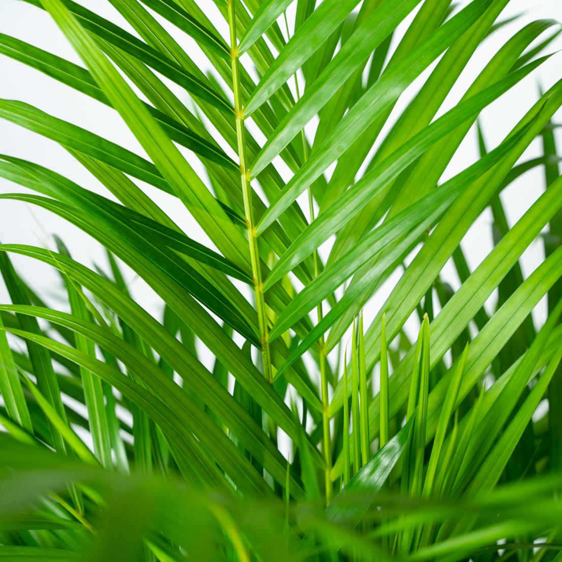 Areca palm - 110 cm - Forest Plants