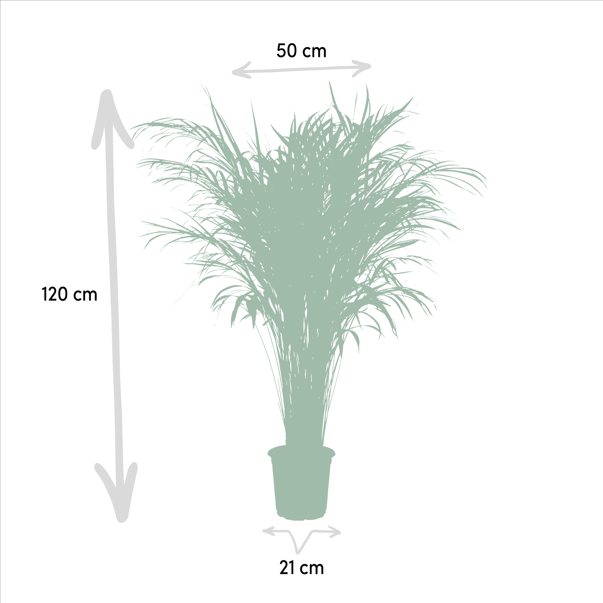 Areca palm - 110 cm - Forest Plants