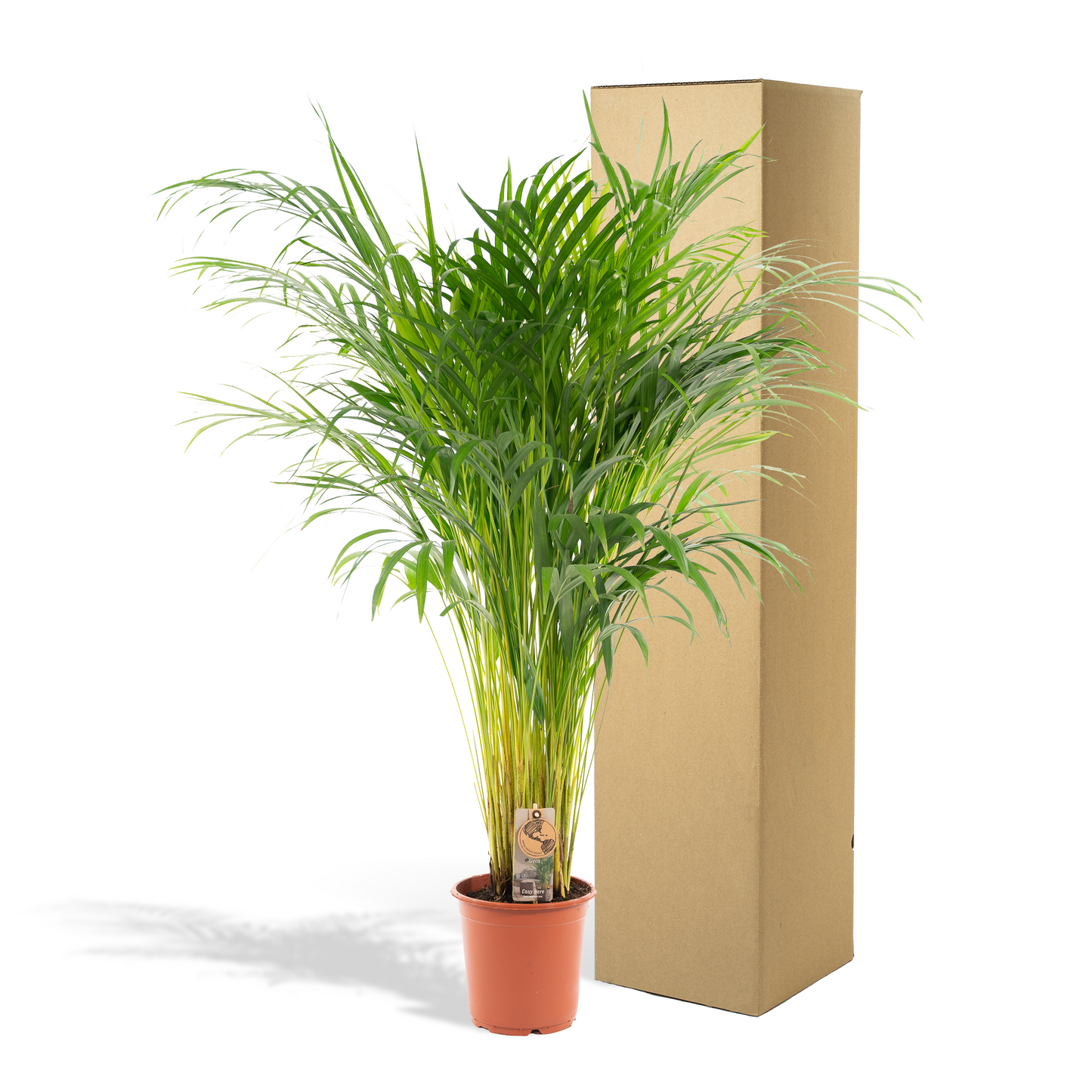Areca palm - 110 cm - Forest Plants