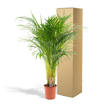 Areca palm - 110 cm - Forest Plants