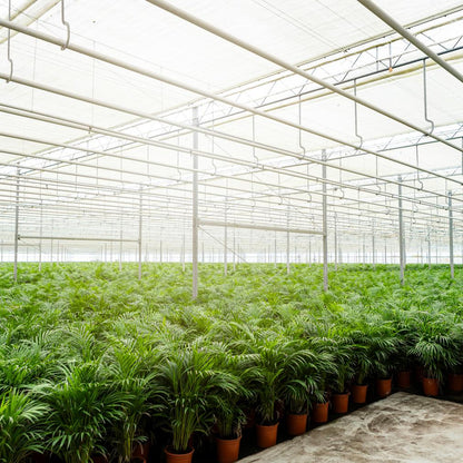 Areca palm - 110 cm - Forest Plants