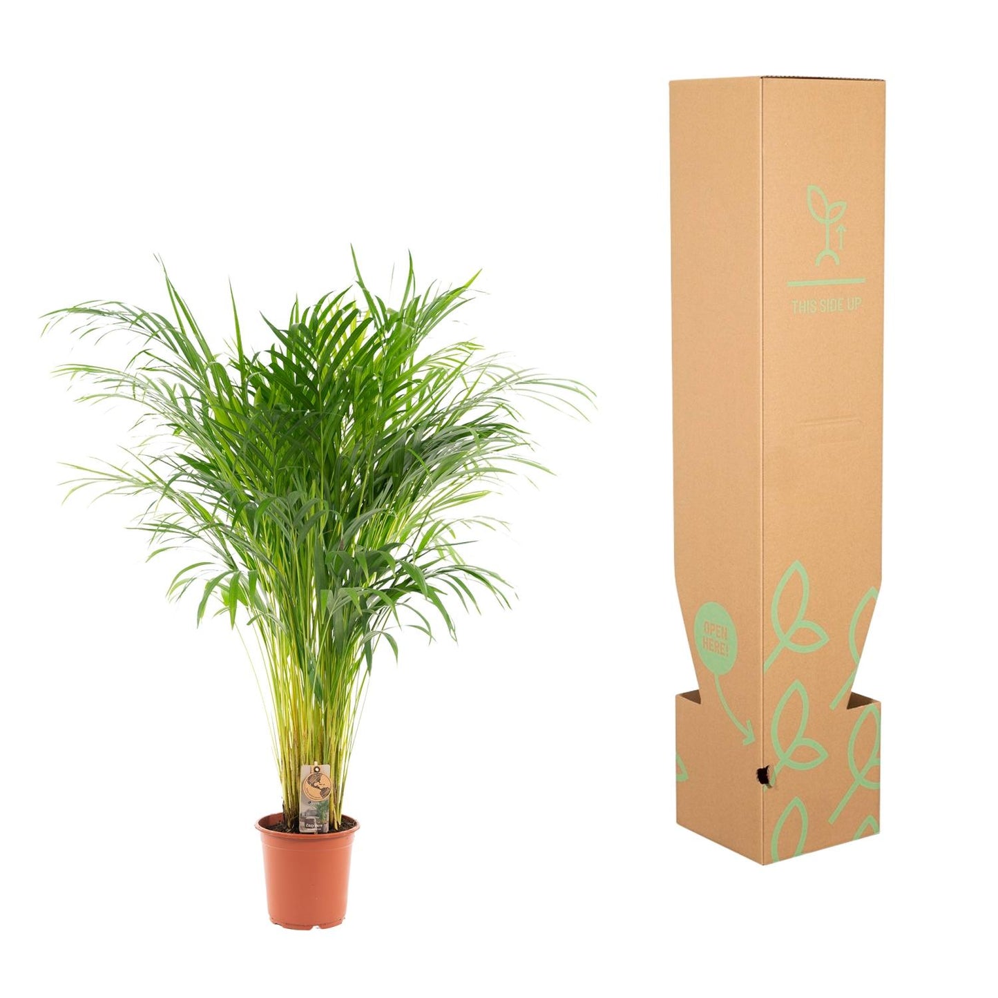 Areca palm - 110 cm - Forest Plants